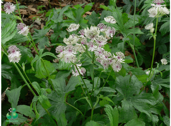 Astrantia major